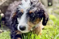 Ocean, a female Bernedoodle for sale in Shipshewana, IN – 1 of 9