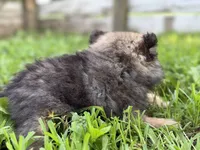Waffles, a male Pomeranian for sale in Shipshewana, IN – 7 of 9