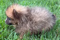 Uma, a female Pomeranian for sale in Shipshewana, IN – 6 of 6
