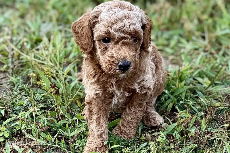 Comet  – Poodle - Toy  puppy for sale in Shipshewana, IN