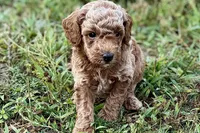 Comet , a male Poodle - Toy  for sale in Shipshewana, IN – 1 of 8