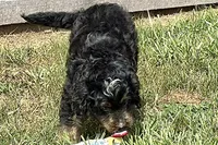 Orbit, a male Miniature Bernedoodle for sale in Shipshewana, IN – 2 of 8