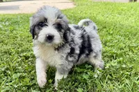 Yogi, a male Bernese Mountain Dog and Miniature Bernedoodle for sale in Shipshewana, IN – 10 of 10
