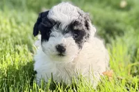 Parker, a male Poodle - Miniature  for sale in Shipshewana, IN – 3 of 10