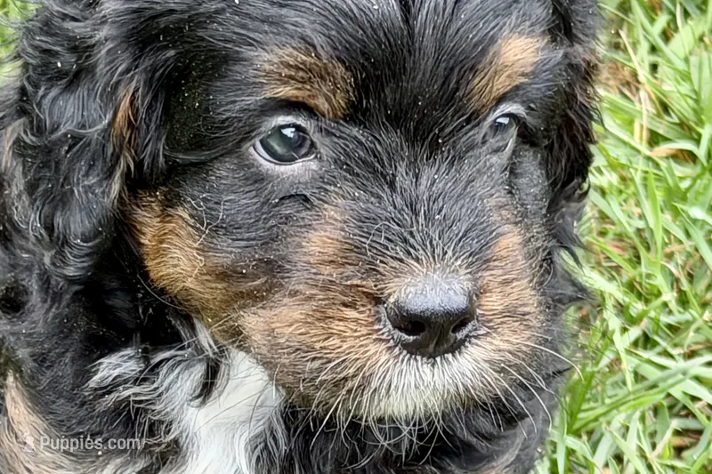 Orbit – Bernedoodle puppy for sale in Shipshewana, IN
