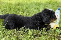 Yukon, a male Bernese Mountain Dog and Miniature Bernedoodle for sale in Shipshewana, IN – 5 of 9