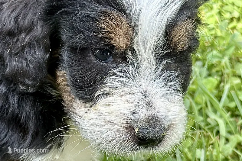 York – Bernese Mountain Dog, Miniature Bernedoodle puppy for sale in Shipshewana, IN