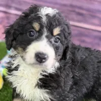 Max, a male Miniature Bernedoodle for sale in Shipshewana, IN – Photo 9 of 10