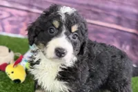 Max, a male Miniature Bernedoodle for sale in Shipshewana, IN – Photo 9 of 10