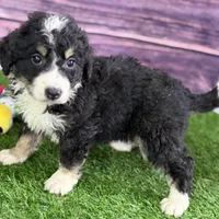Max, a male Miniature Bernedoodle for sale in Shipshewana, IN – Photo 10 of 10