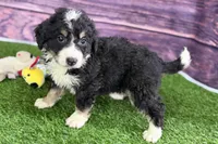 Max, a male Miniature Bernedoodle for sale in Shipshewana, IN – Photo 10 of 10