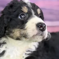 Max, a male Miniature Bernedoodle for sale in Shipshewana, IN – Photo 6 of 10