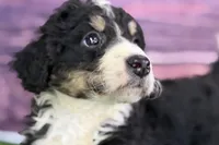 Max, a male Miniature Bernedoodle for sale in Shipshewana, IN – Photo 6 of 10