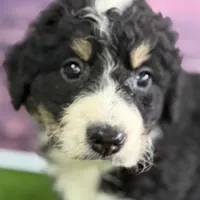 Max, a male Miniature Bernedoodle for sale in Shipshewana, IN – Photo 7 of 10