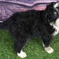 Max, a male Miniature Bernedoodle for sale in Shipshewana, IN – Photo 2 of 10