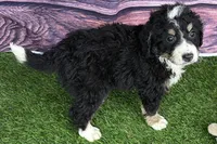 Max, a male Miniature Bernedoodle for sale in Shipshewana, IN – Photo 2 of 10