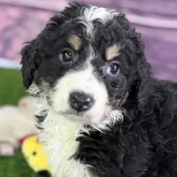 Max, a male Miniature Bernedoodle for sale in Shipshewana, IN – Photo 5 of 10