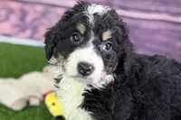Max, a male Miniature Bernedoodle for sale in Shipshewana, IN – Photo 5 of 10