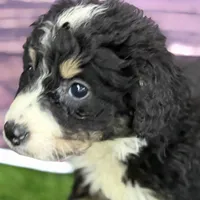 Max, a male Miniature Bernedoodle for sale in Shipshewana, IN – Photo 8 of 10