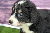 Max, a male Miniature Bernedoodle for sale in Shipshewana, IN – Photo 8 of 10