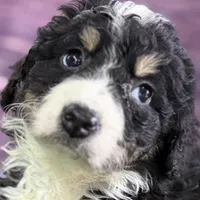 Max, a male Miniature Bernedoodle for sale in Shipshewana, IN – Photo 3 of 10
