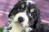 Max, a male Miniature Bernedoodle for sale in Shipshewana, IN – Photo 3 of 10