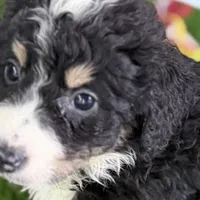 Max, a male Miniature Bernedoodle for sale in Shipshewana, IN – Photo 4 of 10