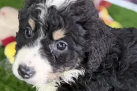 Max, a male Miniature Bernedoodle for sale in Shipshewana, IN – Photo 4 of 10