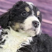 Max, a male Miniature Bernedoodle for sale in Shipshewana, IN – Photo 1 of 10