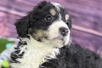 Max, a male Miniature Bernedoodle for sale in Shipshewana, IN – Photo 1 of 10