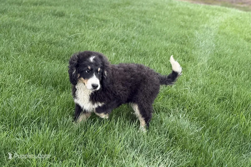 Max – Miniature Bernedoodle puppy for sale in Shipshewana, IN