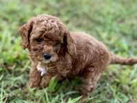 Benny, a male Poodle - Toy  for sale in Shipshewana, IN – 2 of 10