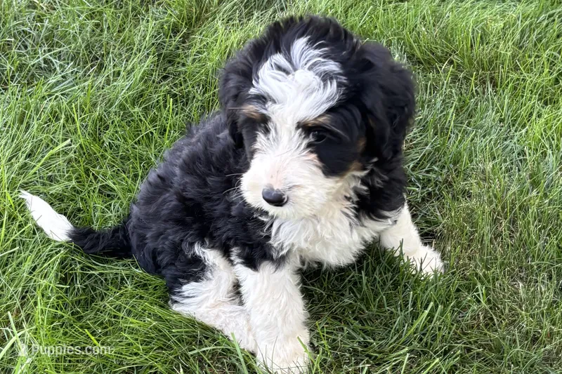 Julia – Bernedoodle puppy for sale in Shipshewana, IN