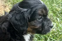 Ordin, a male Bernedoodle for sale in Shipshewana, IN – 2 of 9