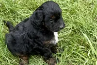 Olivia , a female Bernedoodle for sale in Shipshewana, IN – 4 of 9
