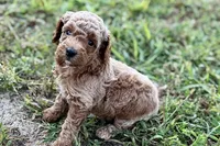 Comet , a male Poodle - Toy  for sale in Shipshewana, IN – 4 of 8