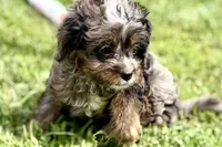 Orion, a male Bernedoodle for sale in Shipshewana, IN – 2 of 8