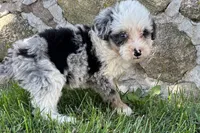 Jara, a female Bernedoodle for sale in Shipshewana, IN – 3 of 6