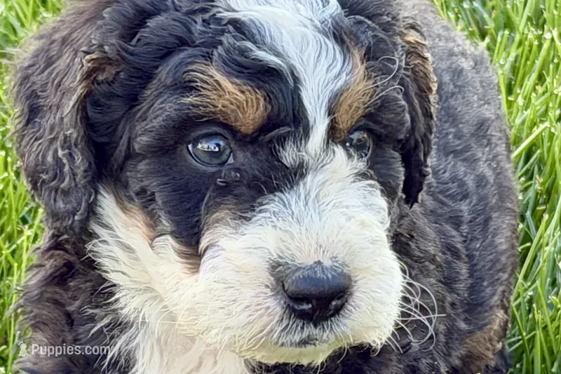 Ollie – Bernedoodle puppy for sale in Shipshewana, IN