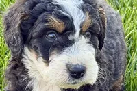 Ollie, a male Bernedoodle for sale in Shipshewana, IN – 1 of 10