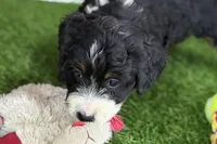 Morgan, a female Miniature Bernedoodle for sale in Shipshewana, IN – Photo 3 of 8