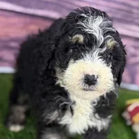 Mabel, a female Miniature Bernedoodle for sale in Shipshewana, IN – Photo 6 of 9