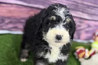 Mabel, a female Miniature Bernedoodle for sale in Shipshewana, IN – Photo 6 of 9