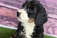 Morgan, a female Miniature Bernedoodle for sale in Shipshewana, IN – Photo 4 of 8