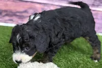 Morgan, a female Miniature Bernedoodle for sale in Shipshewana, IN – Photo 5 of 8