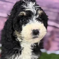Mabel, a female Miniature Bernedoodle for sale in Shipshewana, IN – Photo 7 of 9