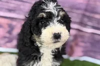 Mabel, a female Miniature Bernedoodle for sale in Shipshewana, IN – Photo 7 of 9
