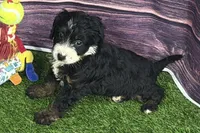 Morgan, a female Miniature Bernedoodle for sale in Shipshewana, IN – Photo 2 of 8