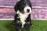 Morgan, a female Miniature Bernedoodle for sale in Shipshewana, IN – Photo 7 of 8