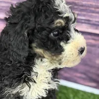Mabel, a female Miniature Bernedoodle for sale in Shipshewana, IN – Photo 1 of 9